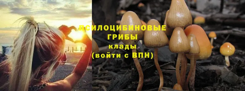 мориарти как зайти  Кудрово  Галлюциногенные грибы Psilocybe 